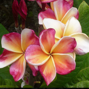 Plumeria Captivate