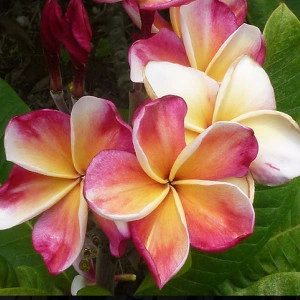 Plumeria Captivate