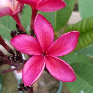 Plumeria Cardinal