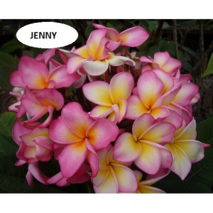 Plumeria Jenny
