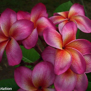 Plumeria Temptation