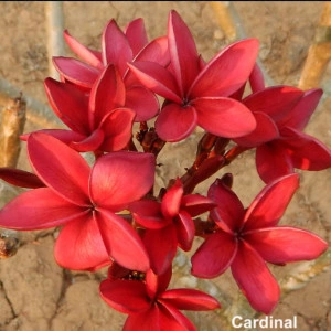 Pumeria Cardinal