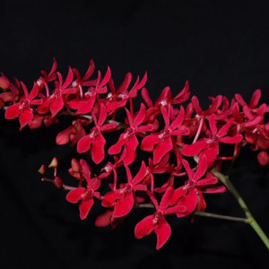 Renanstylis Azimah x Ren. Bangkok Flame FS