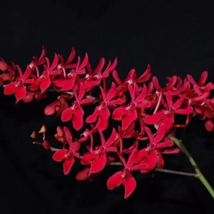 Renanstylis Azimah x Ren. Bangkok Flame FS