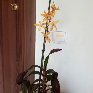 Renanthopsis Mildred Jameson - Img 2