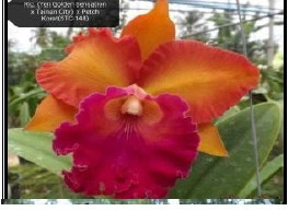 (Rlc. Yen golden yensation x Petch korat) x Tainam City