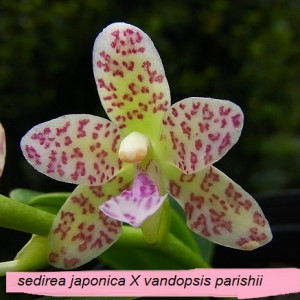 Sedirea Japonica X Vandopsis Parishii