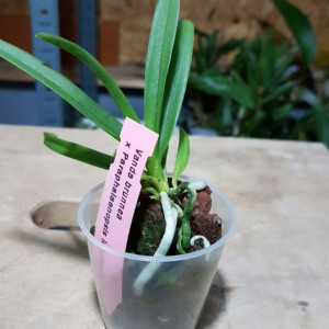 Vanda Brunnea X Paraphalaenopsis Labukensis - Img 2