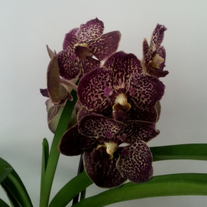 Vanda Chocolate Brown