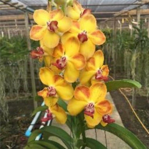Vanda Memory Tienchai x Rhy, Gigantea