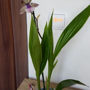 Zygopetalum - Img 4