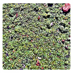 Feedermix Anason pentru pescuit la crap si stationar, 1Kg, CRP