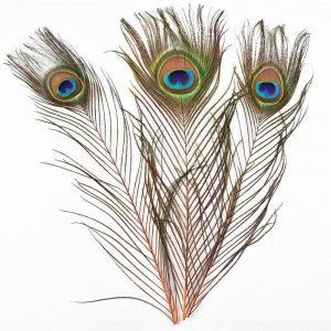 Decorative Peacock Feathers