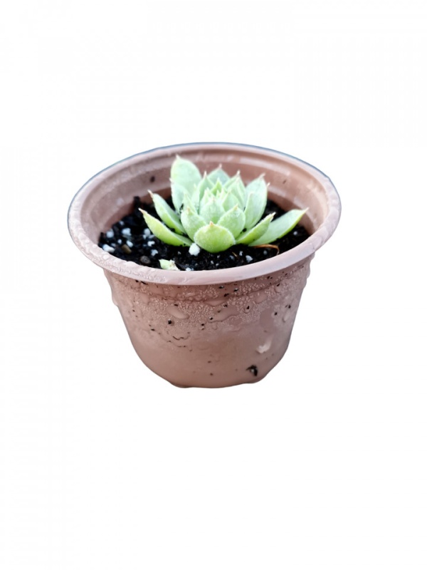 Sempervivum, Planta naturala in pahar de 9 CM, varsta 2 ani, bine inradacinata