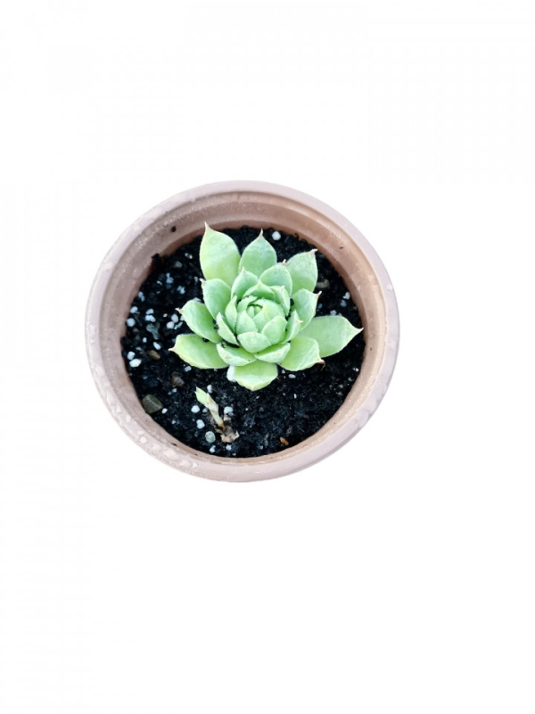 Sempervivum, Planta naturala in pahar de 9 CM, varsta 2 ani, bine inradacinata