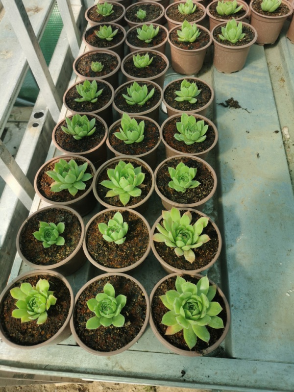 Sempervivum, Planta naturala in pahar de 9 CM, varsta 2 ani, bine inradacinata