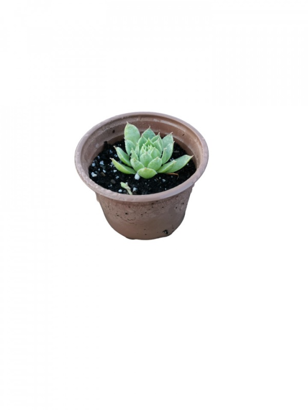 Planta naturala in pahar de 9 CM, suculenta Sempervivum, varsta 2 ani, bine inradacinata