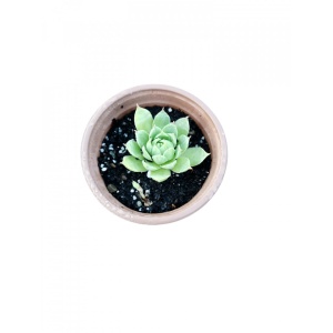 Sempervivum, Planta naturala in pahar de 9 CM, varsta 2 ani, bine inradacinata
