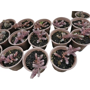 Planta naturala suculenta, Stonecrop Red Wiggle, in pahar de 9 cm, varsta 2 ani - Img 2