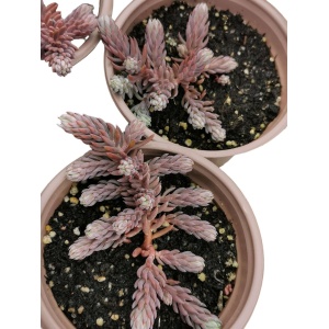 Planta naturala suculenta, Stonecrop Red Wiggle, in pahar de 9 cm, varsta 2 ani - Img 3
