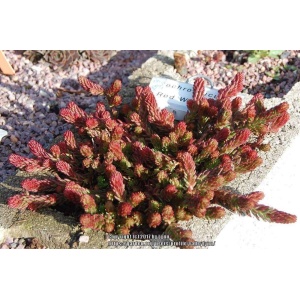 Planta naturala suculenta, Stonecrop Red Wiggle, in pahar de 9 cm, varsta 2 ani - Img 4