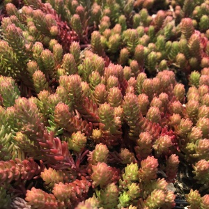 Planta naturala suculenta, Stonecrop Red Wiggle, in pahar de 9 cm, varsta 2 ani - Img 5
