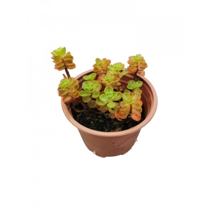 Planta naturala suculenta, Sedum spurium Elizabeth, in pahar de 9 cm, varsta 2 ani