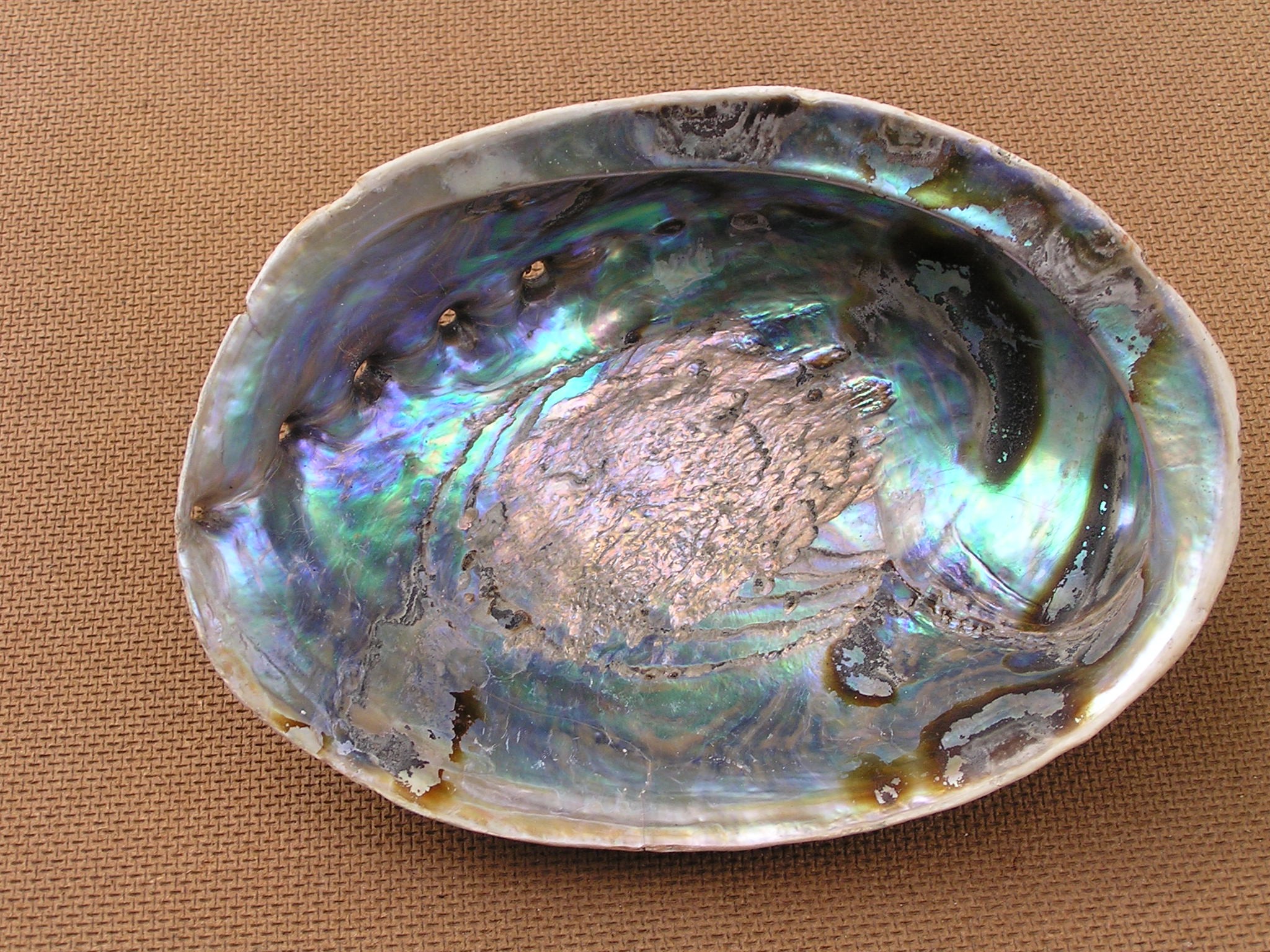 Shell Paua Abalone