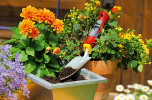 Lopatica 5cm plantare WOLF-Garten LU-2P maner 3Z - Img 2