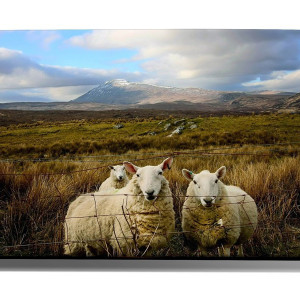TABLOU PASTURE SHEEP