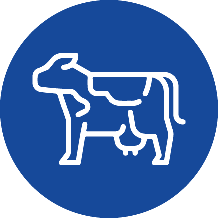 Bovine