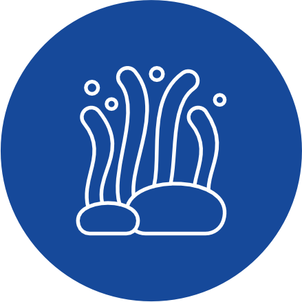 Algoceutice