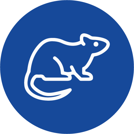 Rágcsálók