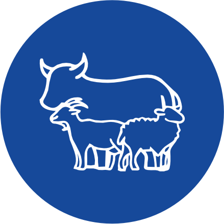 Kérődzők