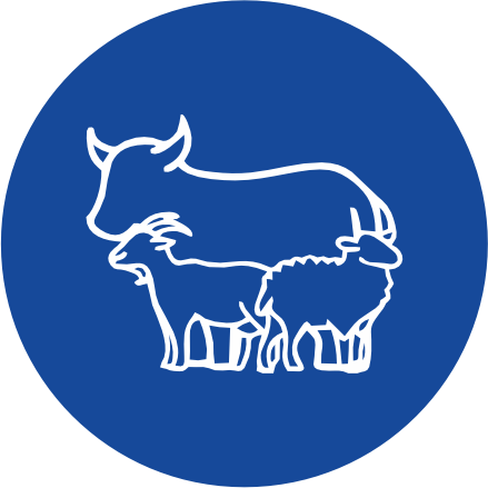 Kérődzők