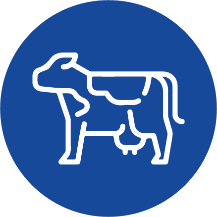Bovine