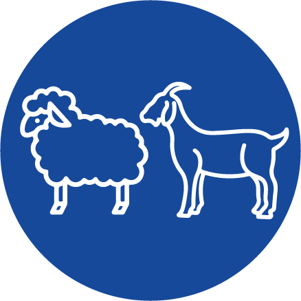 Ovine şi caprine