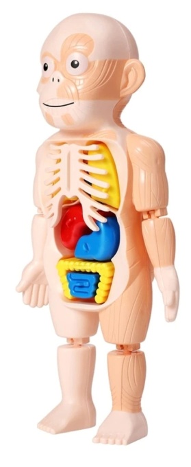 Jucarie educativa model corpul uman, 18 piese, 23 cm
