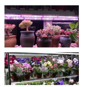 Lampa dubla pentru cresterea plantelor Flippy, 50 cm, T5, tehnologie LED, nu afecteaza plantele, potrivit pentru intregul ciclu de crestere, multicolor - Img 4