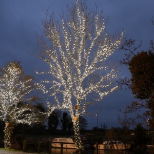 Instalatie de Craciun Liniara Yoto, 22 m, din care 1 m Prelungitor 220V, 300 LED, 8 jocuri de lumini, Controler, Utilizare Interior/Exterior, Fir Negru, Alb Rece - Img 8