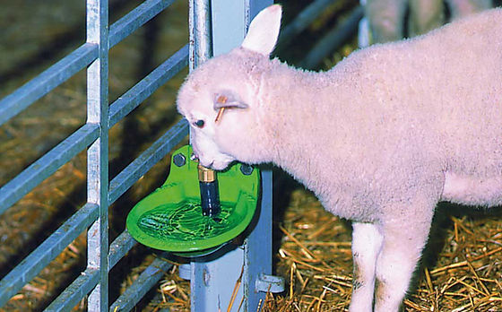 Adapatori animale
