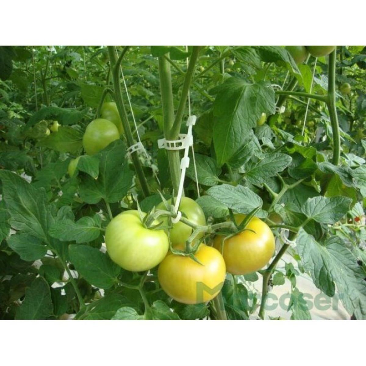 Carlig palisare tomate 95mm, Cod: DISLT73 - 1 | YEO