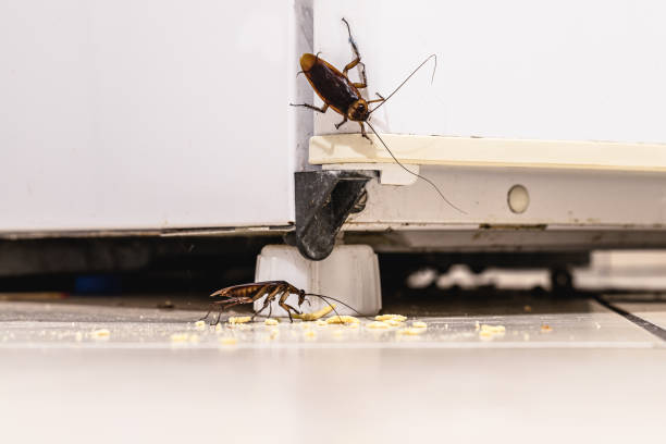 De ce revin insectele după dezinsecție? Cele mai frecvente greșeli