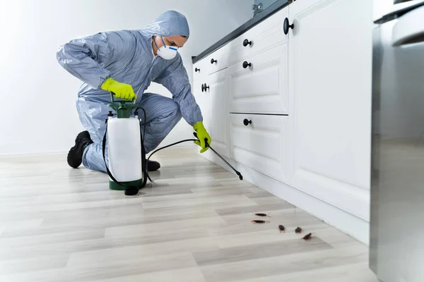 Cum să-ți faci singur dezinsecție în apartament sau casă: Ghid Complet