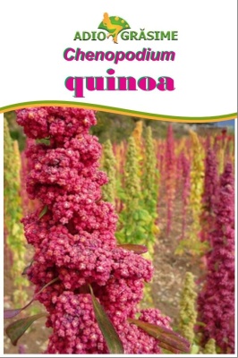 Quinoa alba - 400
