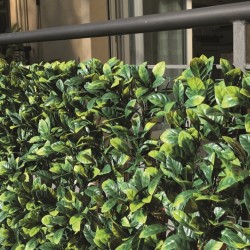 LAURUS