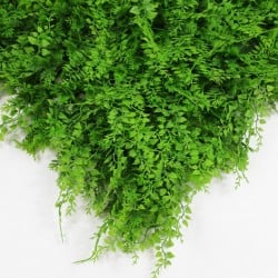 GREENWALL ASPLENIUM