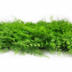 GREENWALL ASPLENIUM