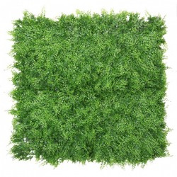 GREENWALL ASPLENIUM