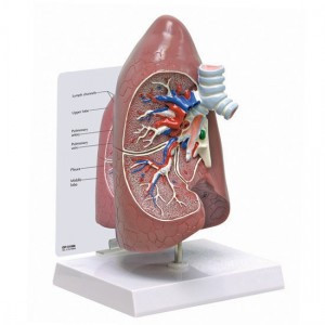 Lung Anatomy Model